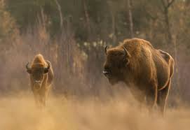 Wisent in natuurgebied De Maashorst